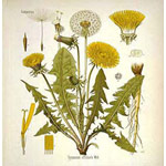 Medicinal Herbs Course Sydney